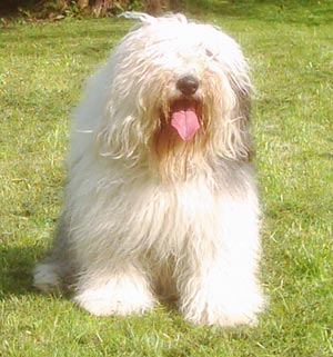 Bobtail Hund