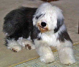 Hunderasse Bobtail