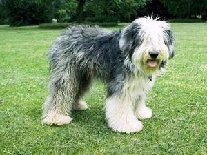 Hunde Bobtail